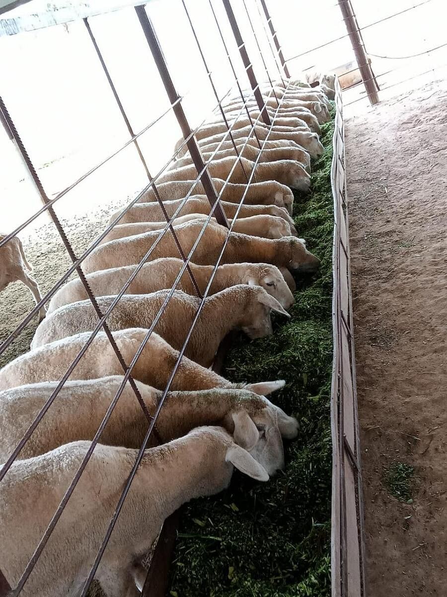 Sheep from Amingad are in high demand, say farmers.