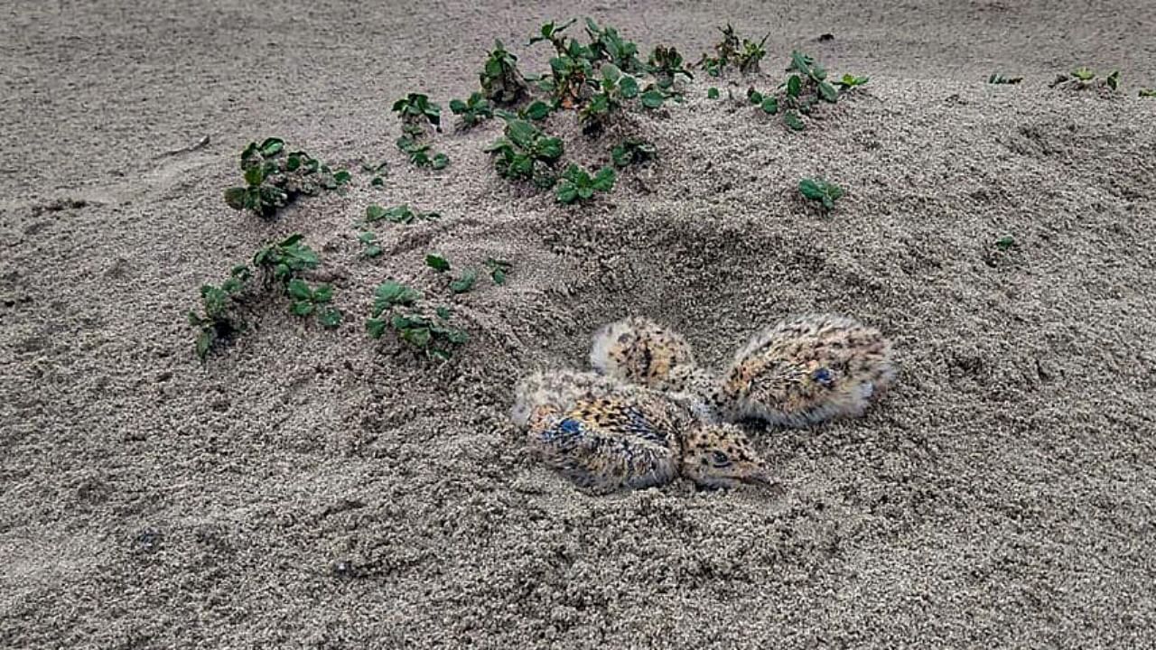 Recently-hatched chicks of Indian skimmer at Vikramshila Gangetic Dolphin Sanctuary, in Bhagalpur district. Credit: PTI Photo