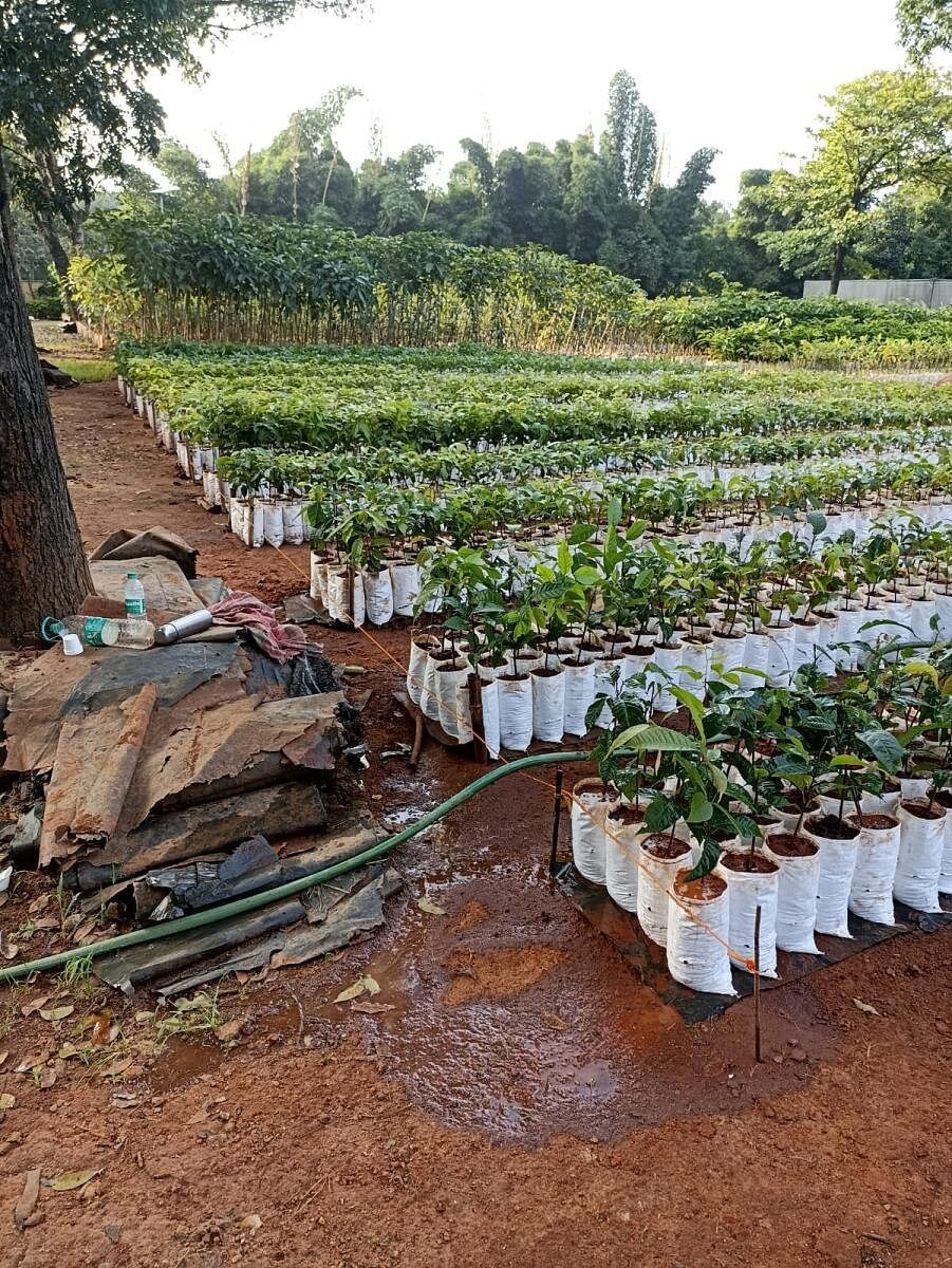 The forest department nursery at Hennur spans five hectares and boasts 17 plant species such as mahogany.