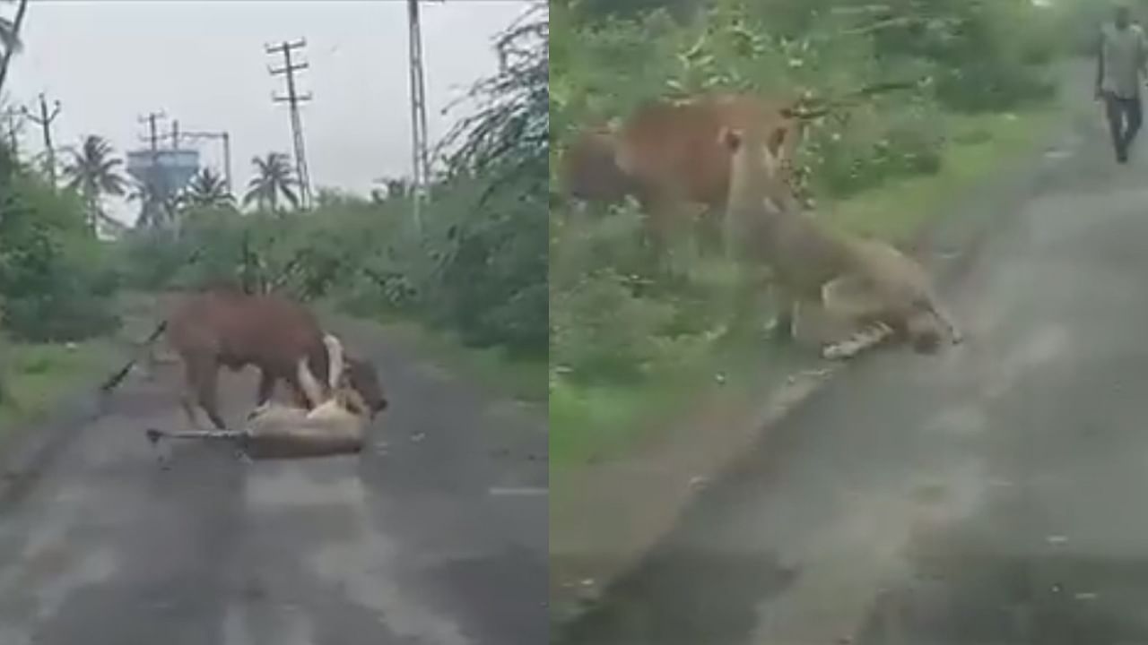 The owner of the cow arrived on the spot at this moment and tried to scare away the wild animal by shouting. Credit: Twitter/@VivekKotdiya