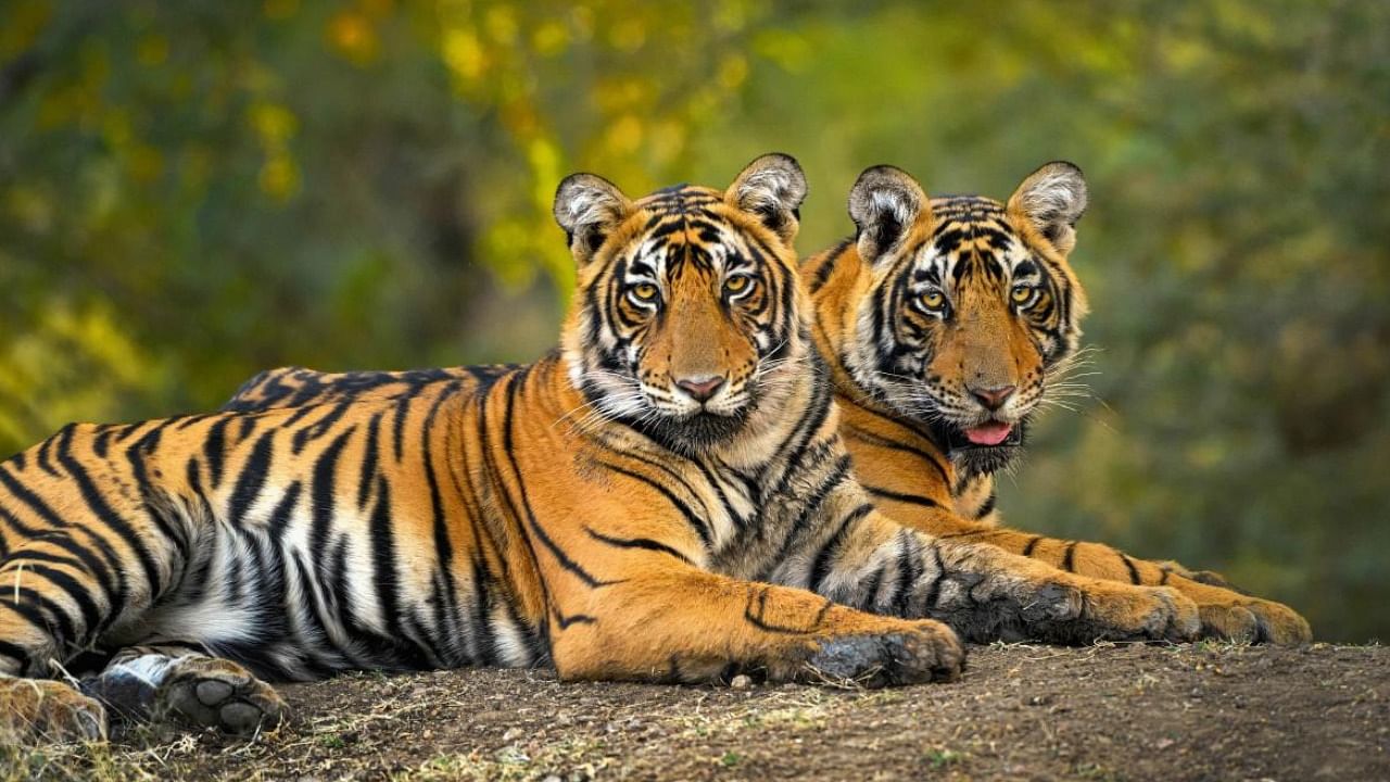 Tiger cubs at Ranthambore National Park. (Representative image) Credit: PTI Photo