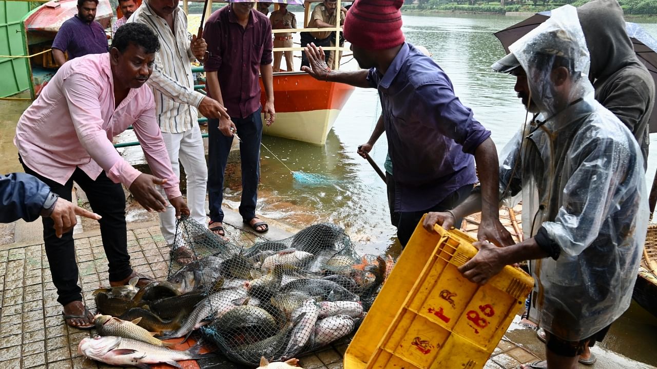 Fishes caught from a lake in Pilikula. Credit: DH Photo