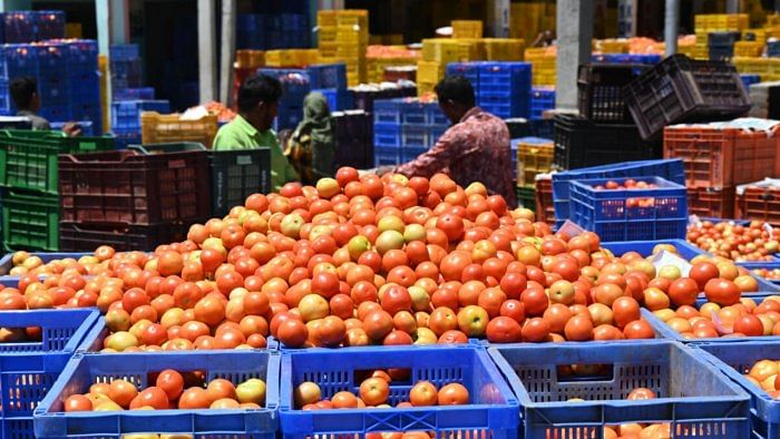 Farmers attribute the fall in yield to tomato leaf curl virus disease, which has hit the crop in Kolar and neighbouring tomato-growing districts. Credit: DH Photo