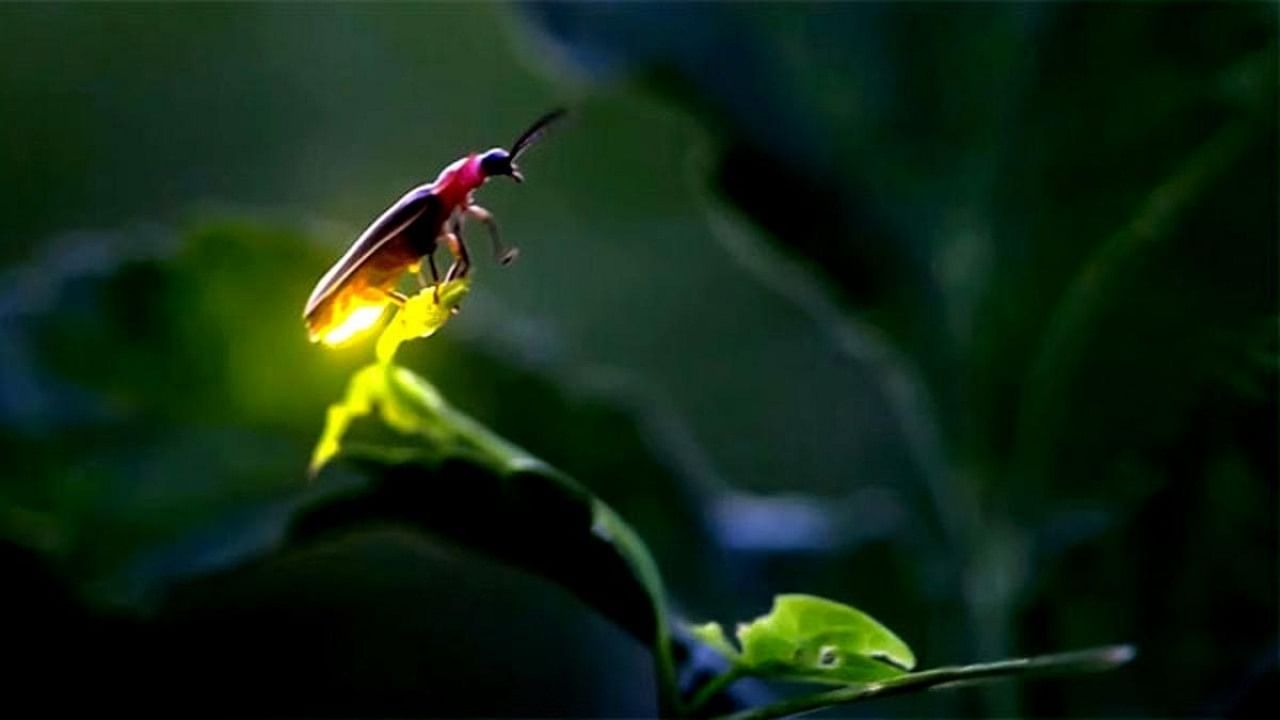 The Karnataka government undertook a study in January 2022 to identify and study firefly habitats with the goal of starting a conservation project. Credit: Special Arrangement