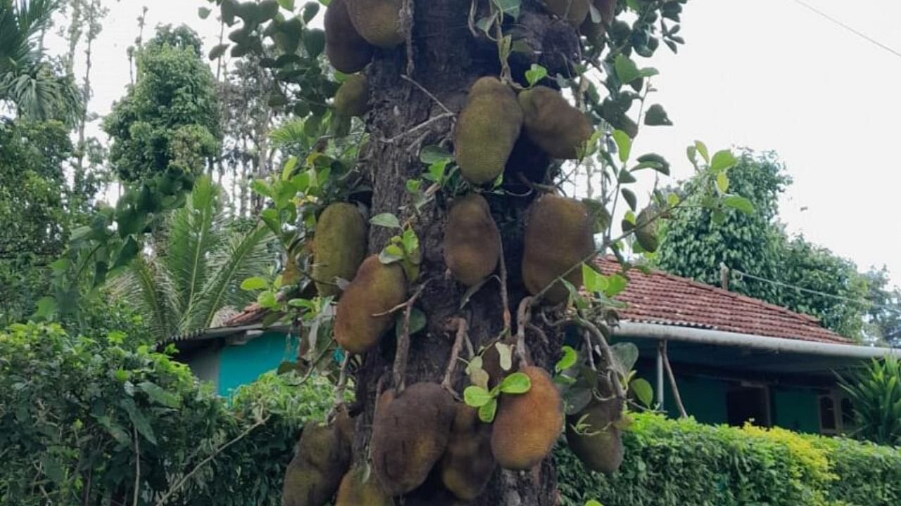 A jackfruit tree full of fruits at Shanivarasanthe in Kodagu district. Credit: DH Photo