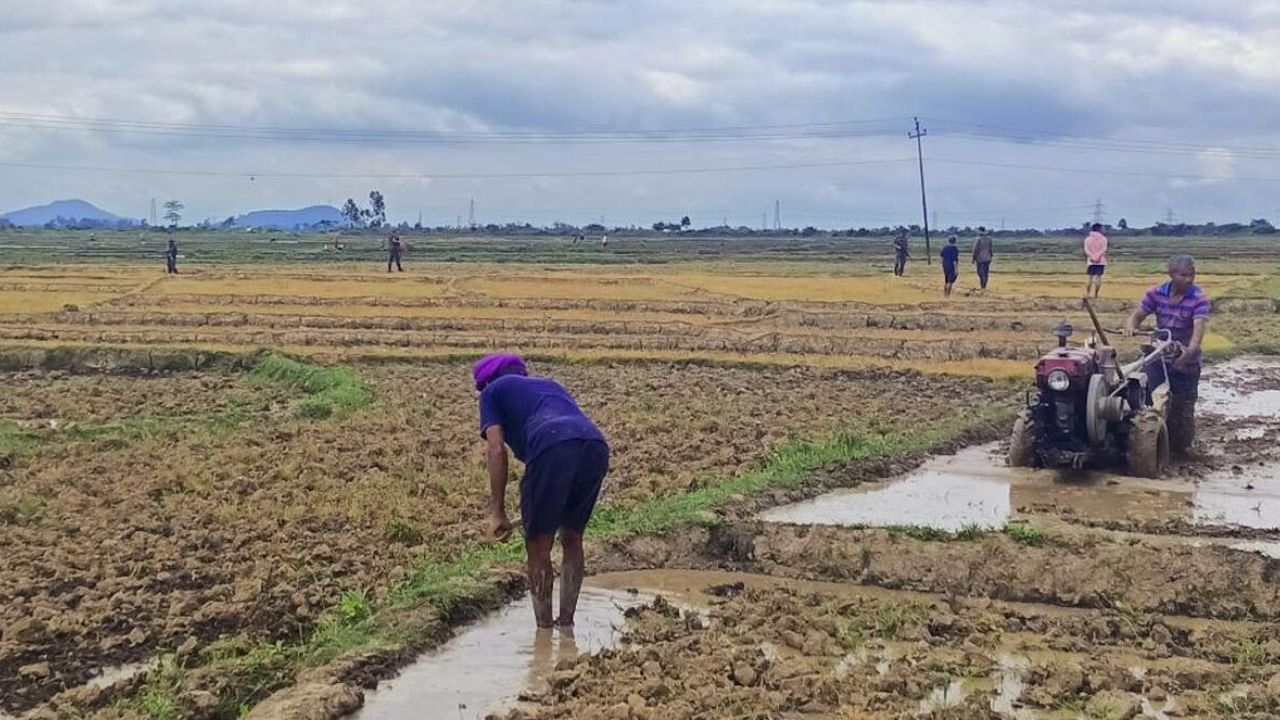 People from the Meitei community work at a farm as Army personnel stand guard in protection in violence-hit Manipur. Credit: PTI Photo