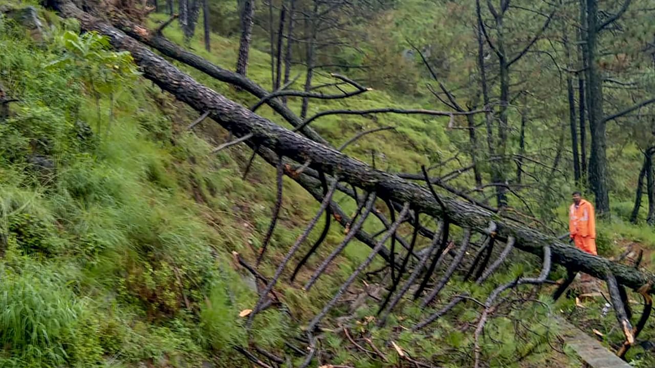 An uprooted tree after it fell on a railway track following heavy monsoon rains, in Shimla. Credit: PTI Photo