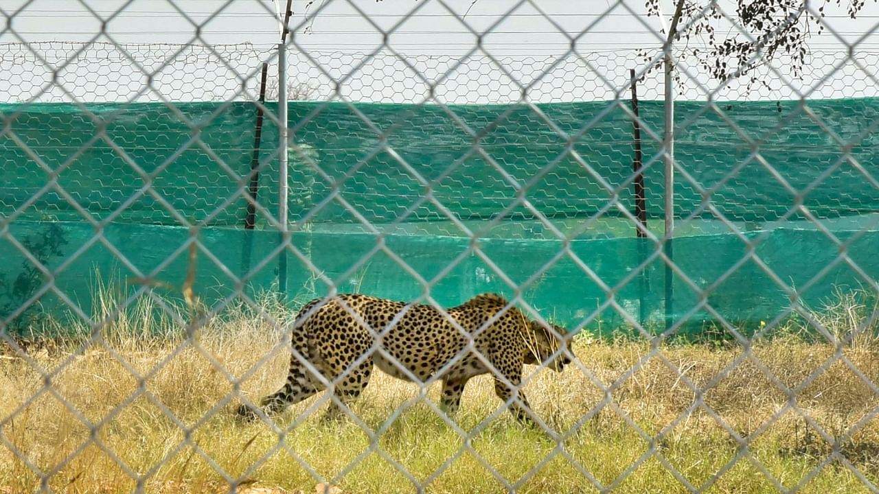 Tejas, the cheetah, was around 4 years of age. Credit: PTI File Photo