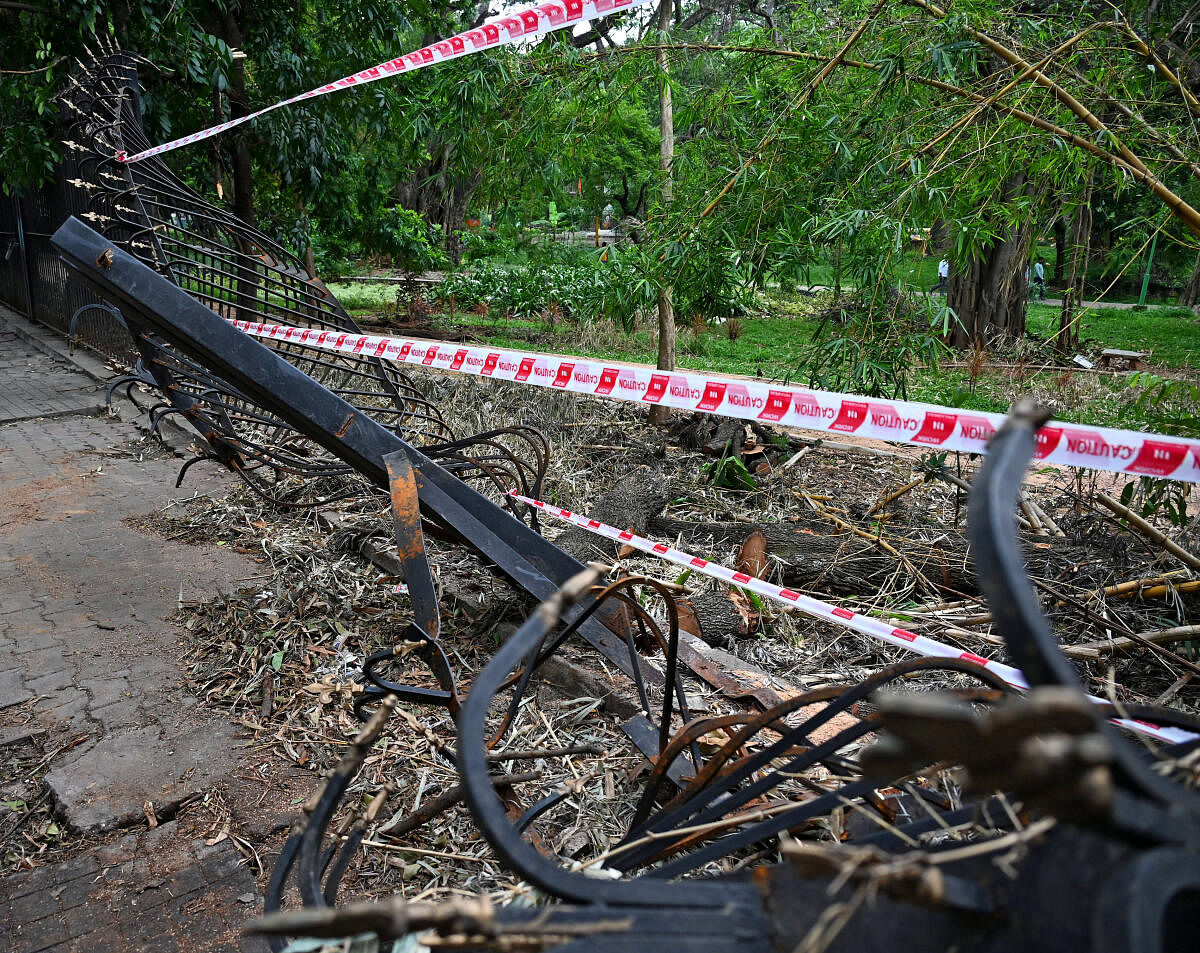 Last month, heavy rains uprooted 38 trees in Cubbon Park. DH PHOTO/PUSHKAR V