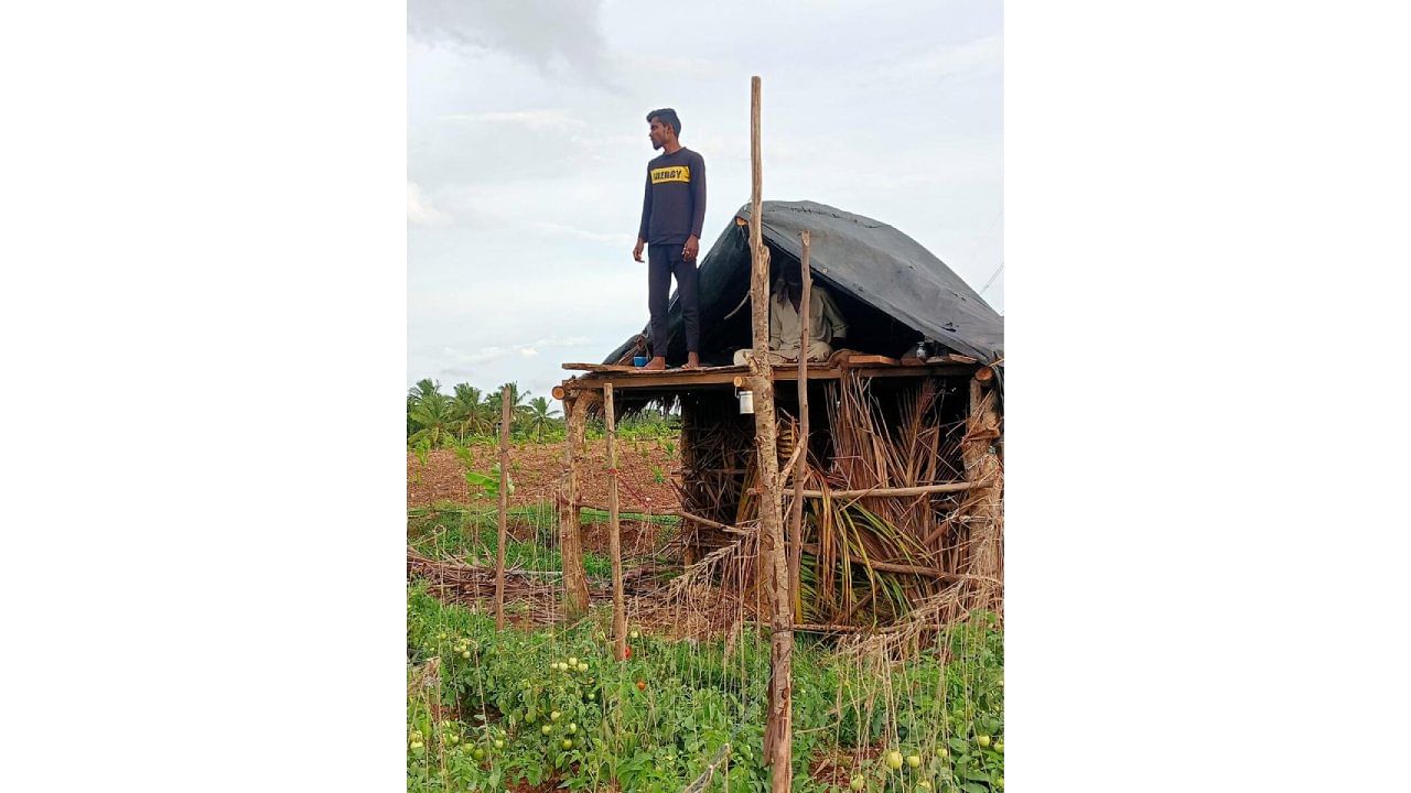 Abhilash, a farmer Neerthadi village of Davangere taluk, erects tent at his farm to guard the pricey tomato against thefts and damage by animals. Credit: DH Photo