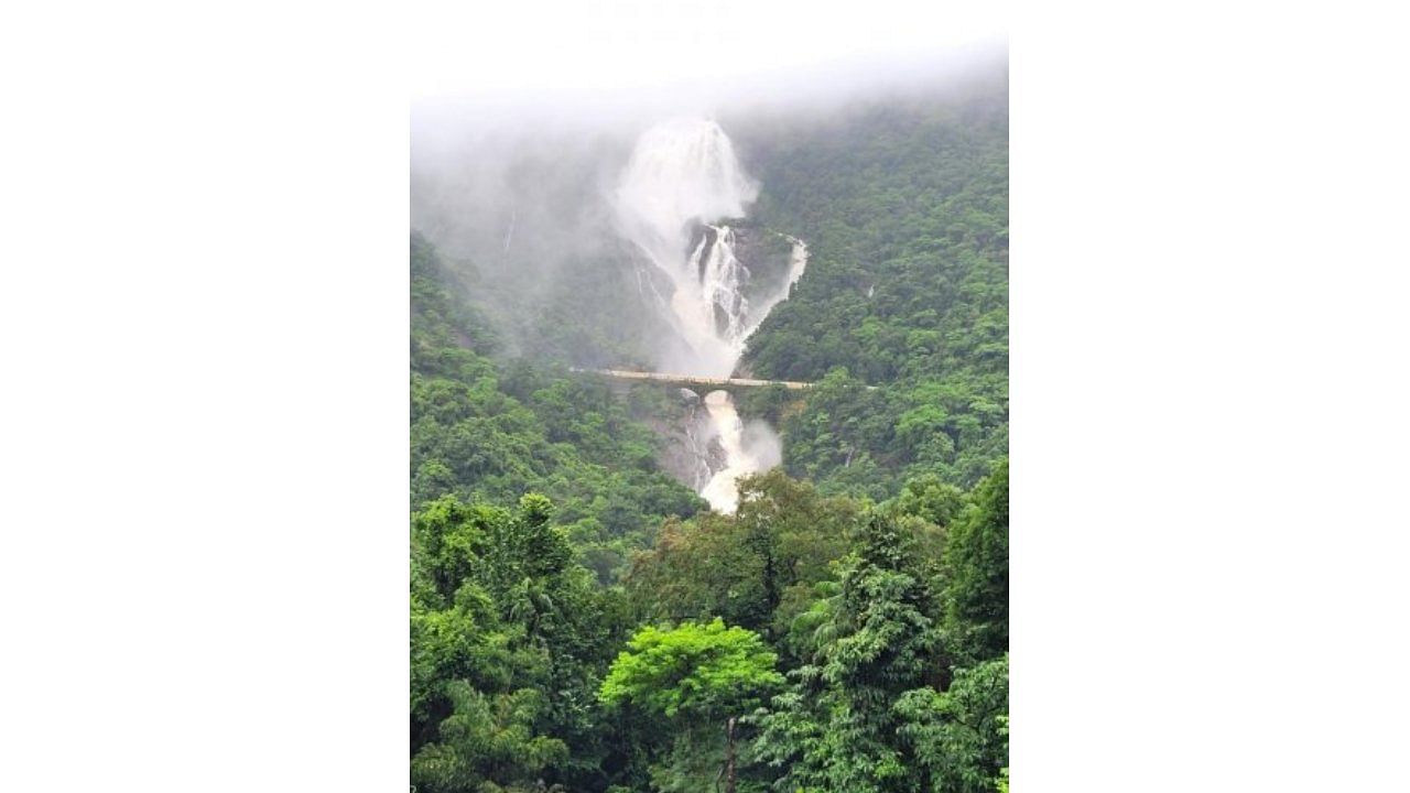 Dudhsagar falls in Goa. Credit: Special Arrangement 