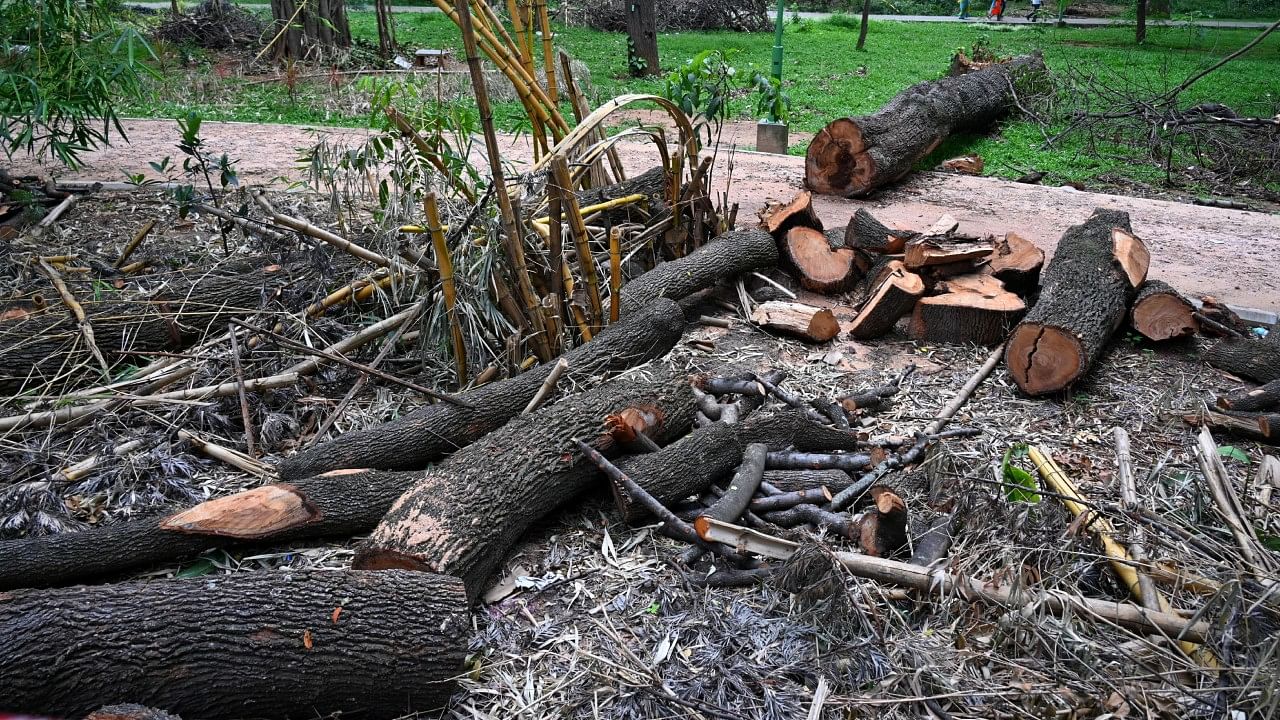 The civic body has urged the citizens to send pictures of such trees to a WhatsApp number to avoid dangers. Credit: DH Photo/Pushkar V