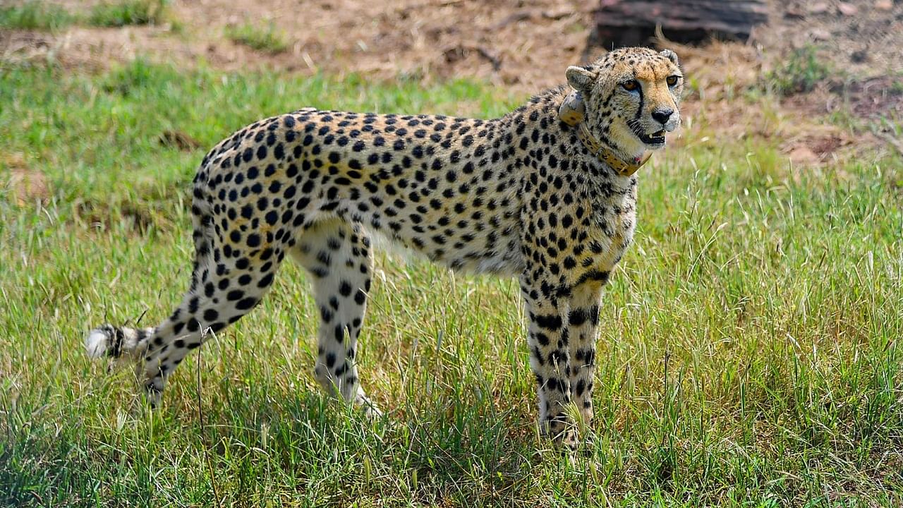 Out of the 20 cheetahs brought from South Africa, five died so far and four are still in the holding enclosures. Credit: PTI File Photo