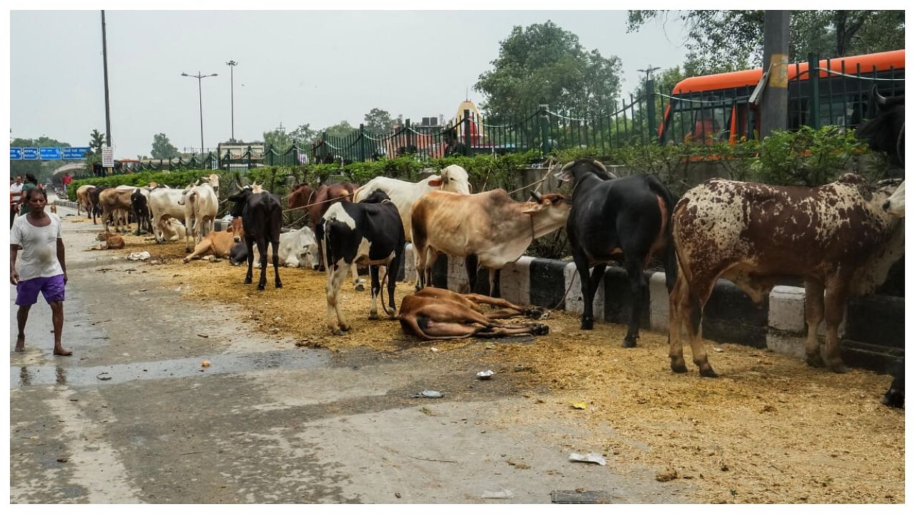 Cows rest on a road after they were rescued by NDRF from flooded areas as the swollen Yamuna river inundates nearby areas, near Sant Parmanand Hospital, Yamuna Bazar, in New Delhi, Saturday, July 15, 2023. Credit: PTI Photo