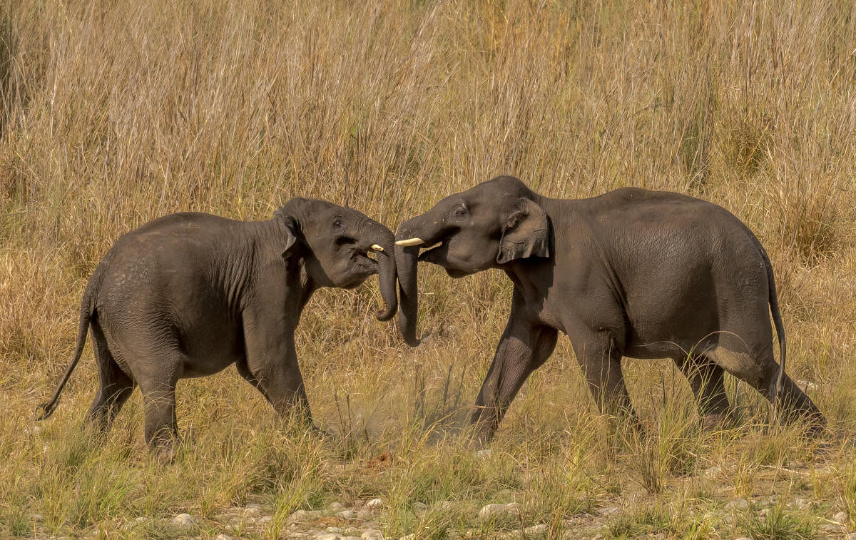 Indian elephants play-fighting