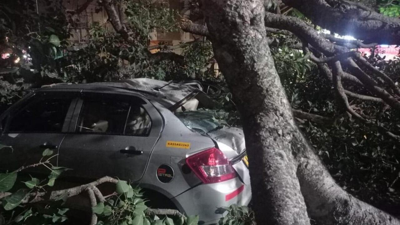 The giant peepal tree stood at the junction connecting Cunningham Road and Millers Road. Credit: Special Arrangement 