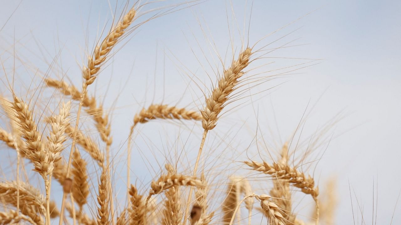 A view shows ears of wheat before the start of the harvesting season in a field near Frauenkirchen, Austria, July 12, 2023. Credit: Reuters Photo