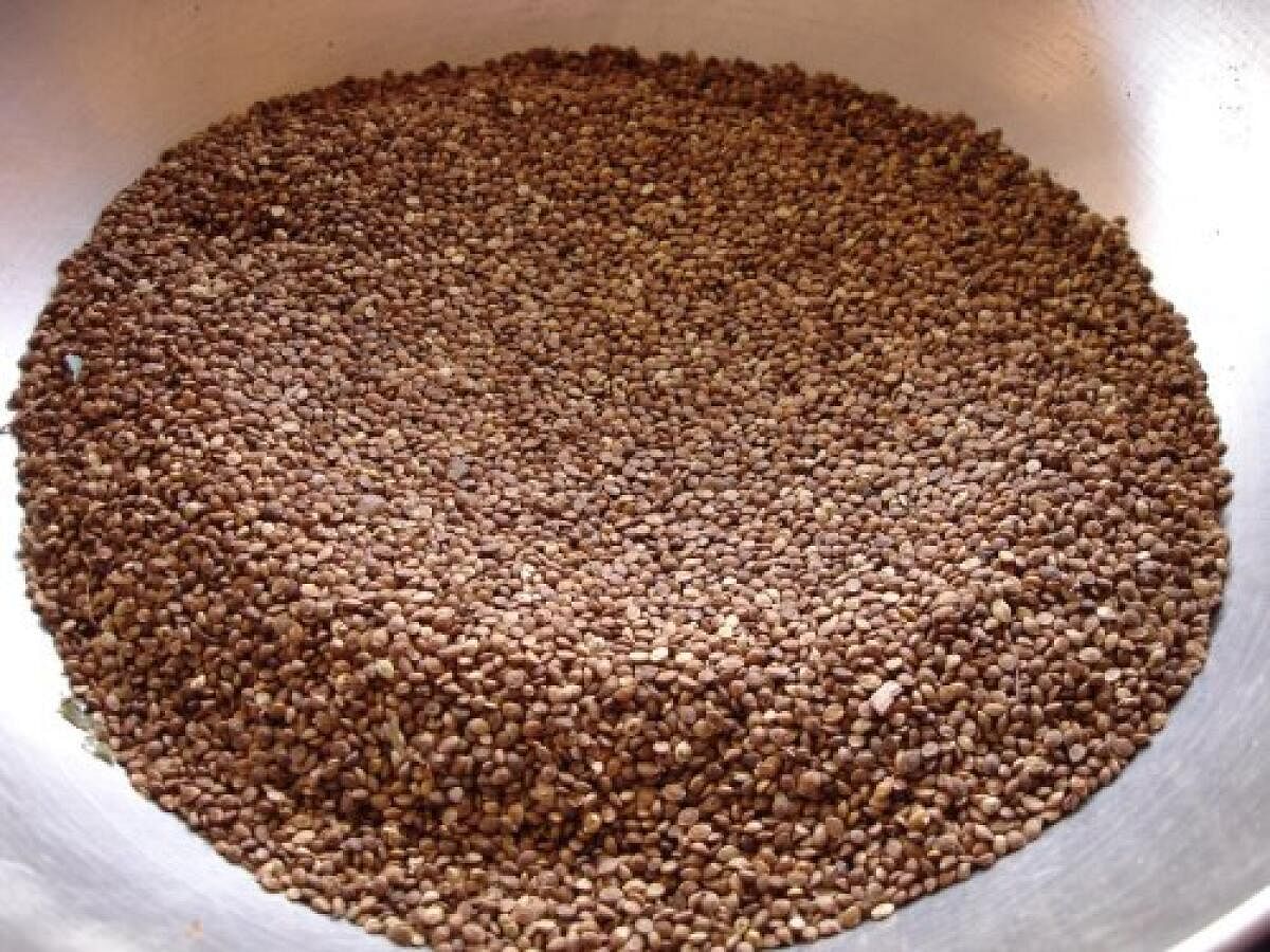 Kodo millet. PHOTO COURTESY WIKIPEDIA