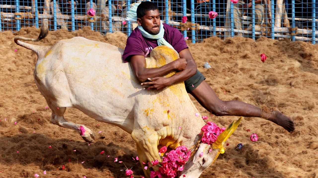 File photo of a participant during the Jallikattu (bull taming) competition, in Coimbatore, January 2022. Credit: PTI File Photo