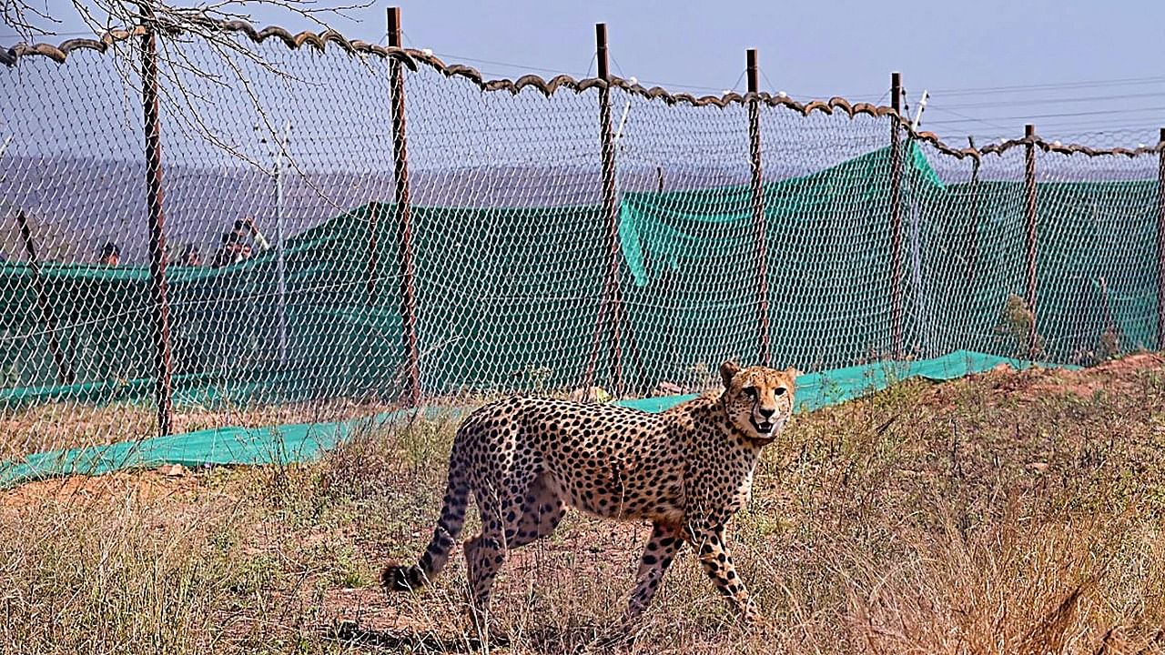 South African experts have requested the Indian government to keep them informed about the cheetah deaths investigation, planned additional measures and related developments. Credit: PTI File Photo