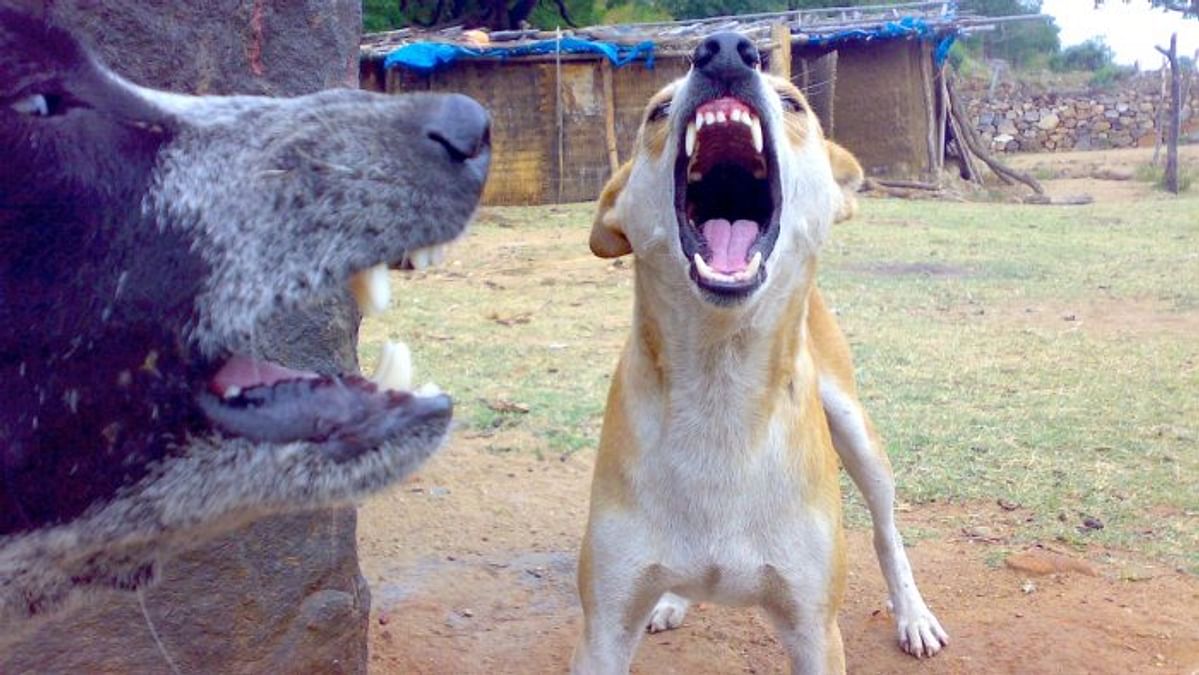 Stray dog attacks continue in Kerala as systemic solutions are ignored for  quick fixes
