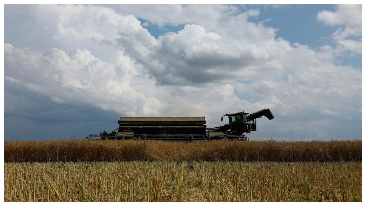 An agricultural worker operates a combine during a rapeseed harvesting in a field near the village Kyshchentsi, amid Russia's attack on Ukraine, in Cherkasy region, Ukraine July 18, 2023. Credit: Reuters Photo