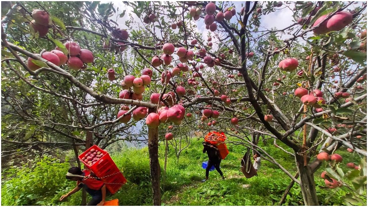 Shimla: Farmers carry apples from an orchard in Shimla, Friday, Sept. 9, 2022. Credit: PTI Photo