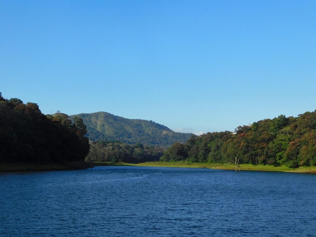 The dense and evergreen landscape of Thekkady. 