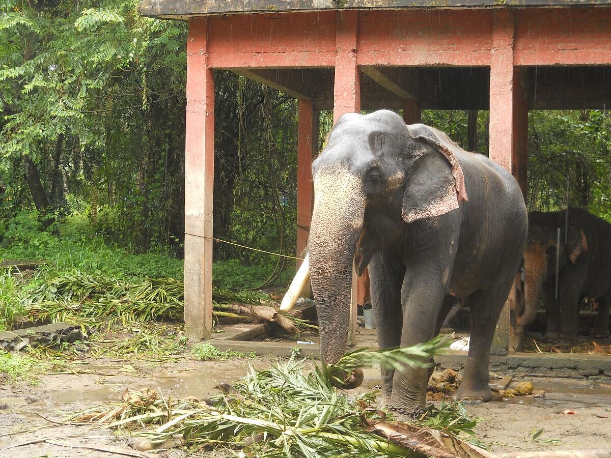 Elephant at Punnathur Kotta, Gurvayur. PIC COURTESY WIKIPEDIA