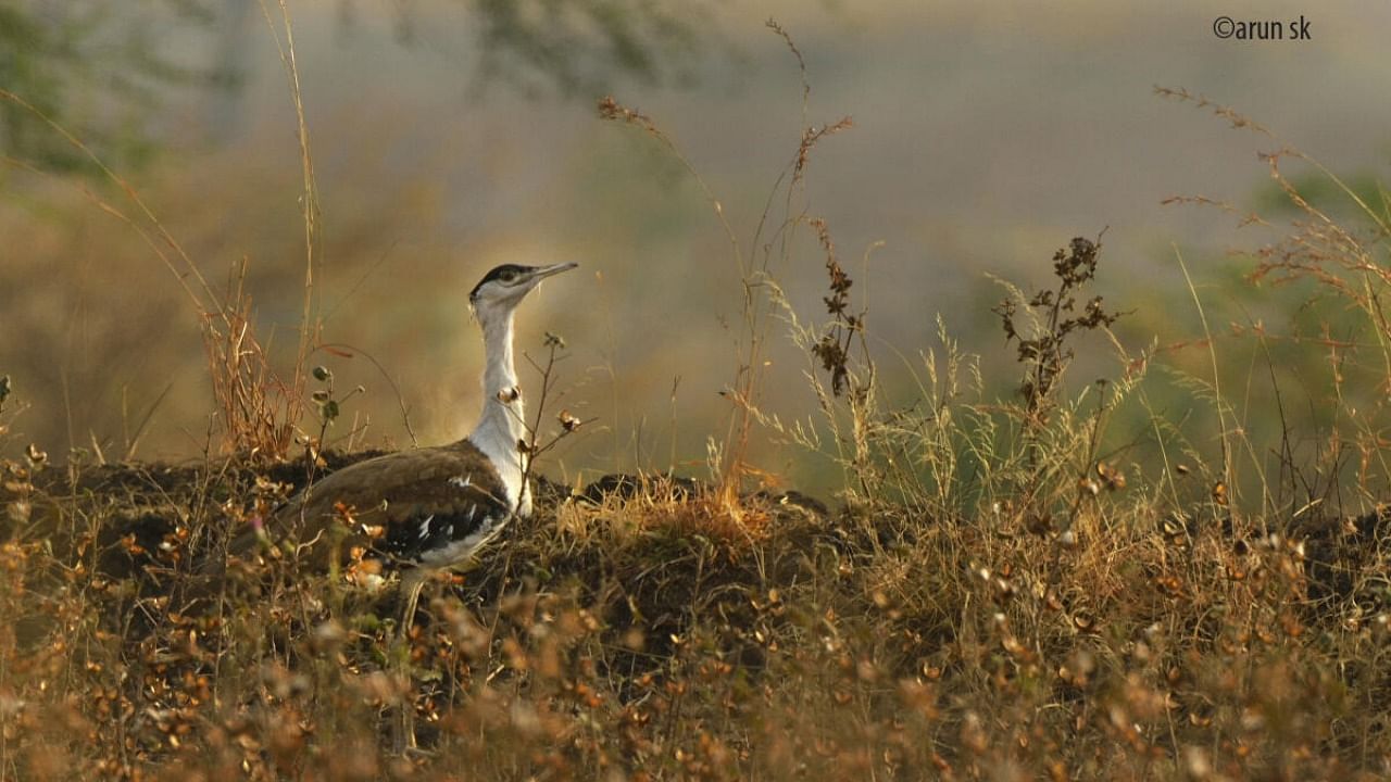 The Great Indian Bustard. Credit: DH Photo/Arun S K