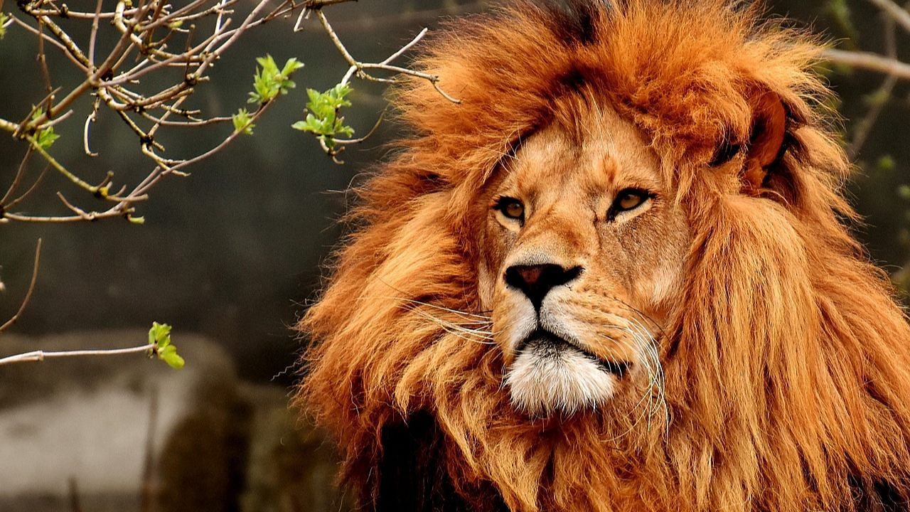354 Gir Lion Stock Photos, High-Res Pictures, and Images - Getty Images