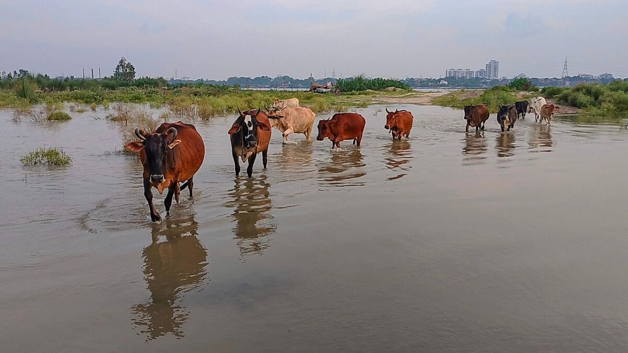 Animals come out of a waterlogged area, in Kanpur, Wednesday, July 26, 2023. Credit: PTI Photo