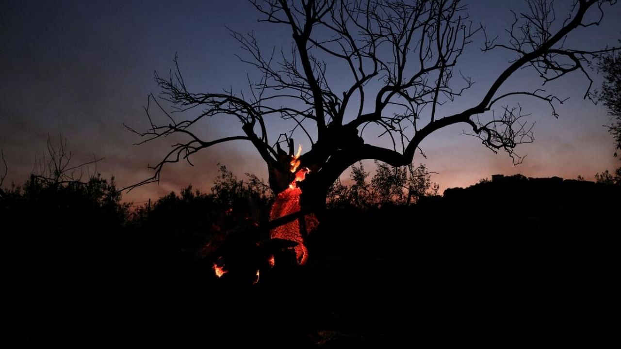 A charred tree on fire is seen at dusk as a wildfire burns, in Nea Aghialos, in central Greece, July 27, 2023. Credit: Reuters Photo