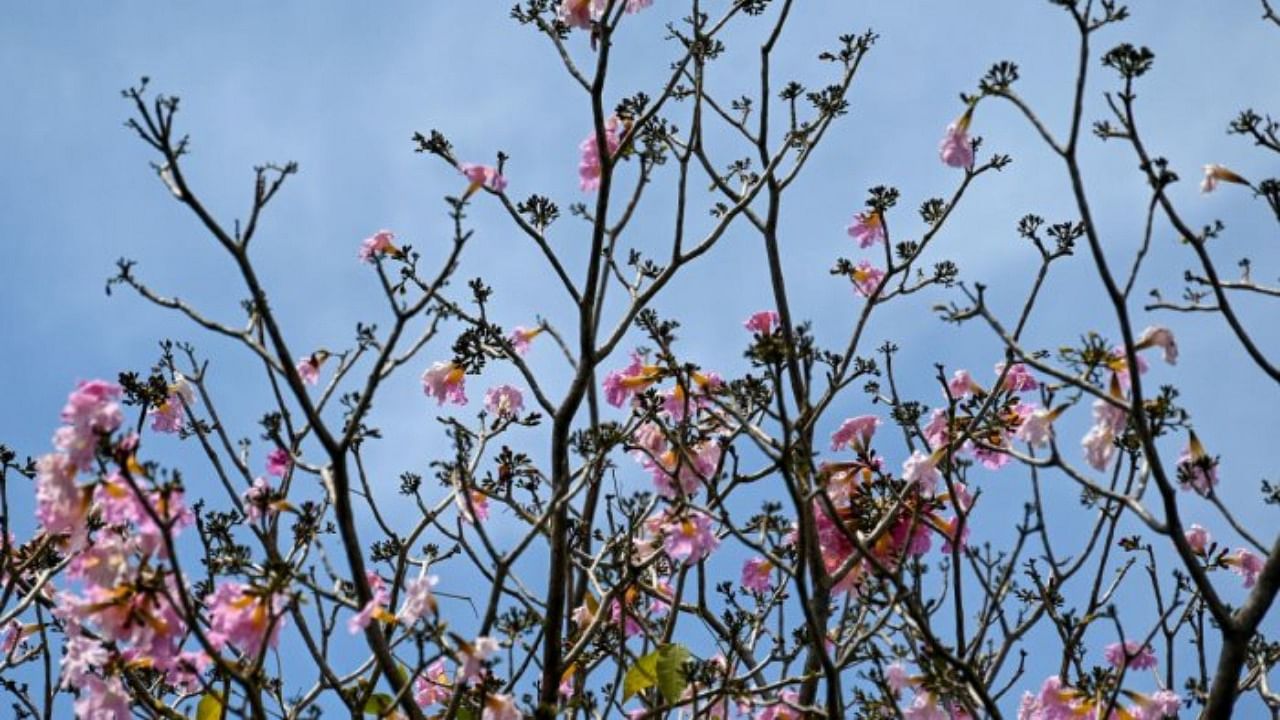 Mirza Ismail’s vision remains relevant today, as the government recently announced plans for different large parks, aiming to create ‘Mini Cubbon Parks’ away from the city. Credit: DH Photo