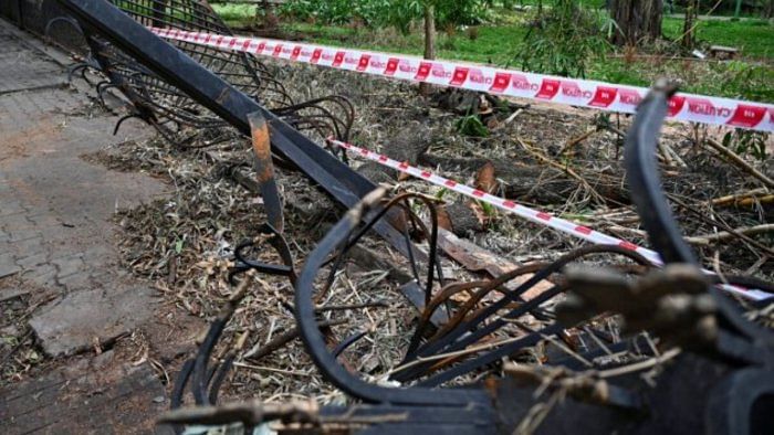 Last month, heavy rains uprooted 38 trees in Cubbon Park. Credit: DH PHOTO/PUSHKAR V