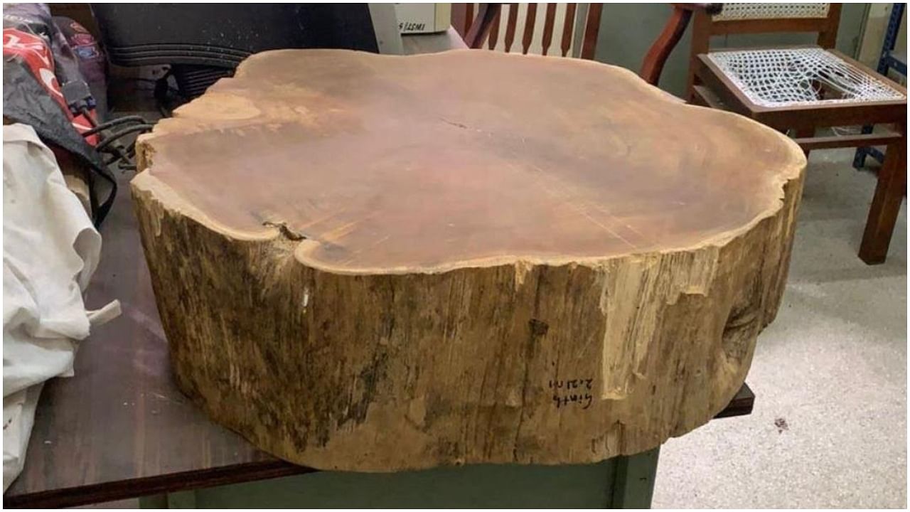 Photo of the sample of a teak wood disk analysed by the IWST, Bengaluru. The experts determined the age of the tree to be 171 years. Credit: Special Arrangement