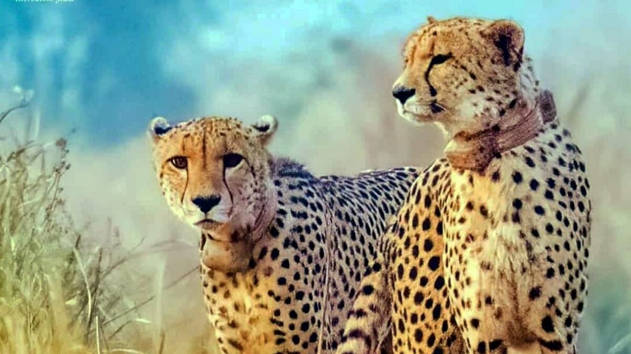 Cheetahs Elton and Freddie at the Kuno National Park in Sheopur district, MP. Credit: PTI Photo