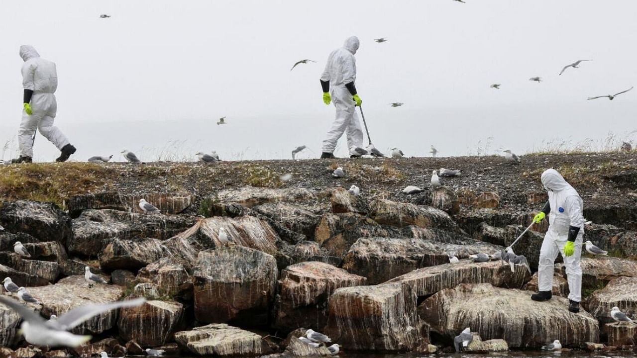 People wearing protective suits collect dead birds, as there is a major outbreak of bird flu, in Vadso municipality in Finnmark in Norway. Credit: Reuters Photo