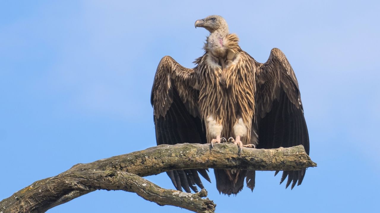 <div class="paragraphs"><p>Representative image showing a vulture.</p></div>