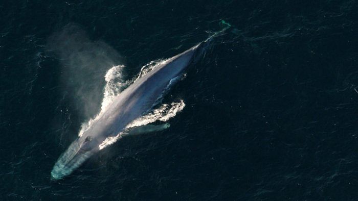 A Blue Whale. Credit: Reuters Photo 