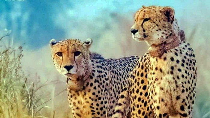 <div class="paragraphs"><p>Cheetahs at the Kuno National Park in Sheopur district, MP.</p></div>