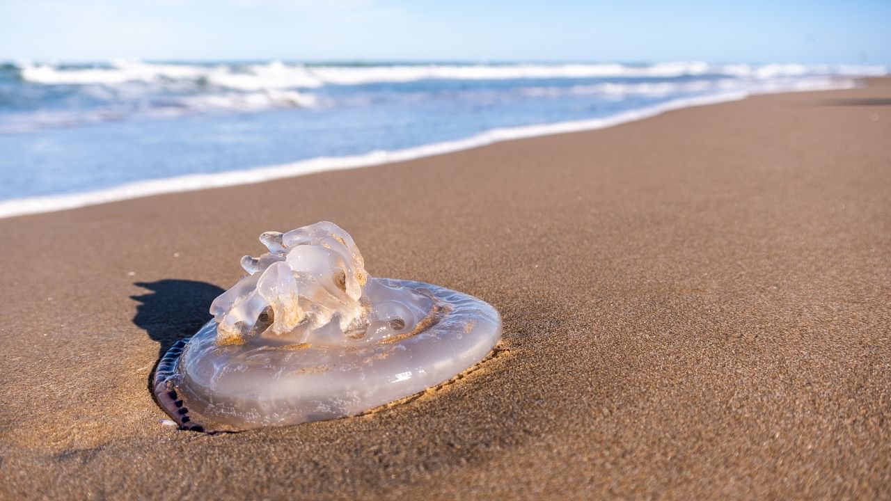 Jellyfish stranded on the beach. Credit: iStock Photo