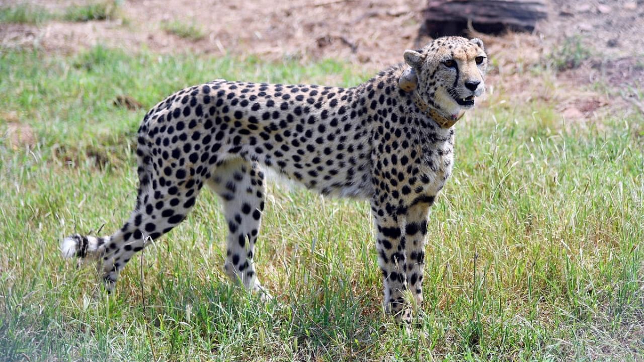 A cheetah is seen after India's Prime Minister Narendra Modi released it following its translocation from Namibia, in Kuno National Park, Madhya Pradesh, India, September 17, 2022. Credit: Reuters Photo