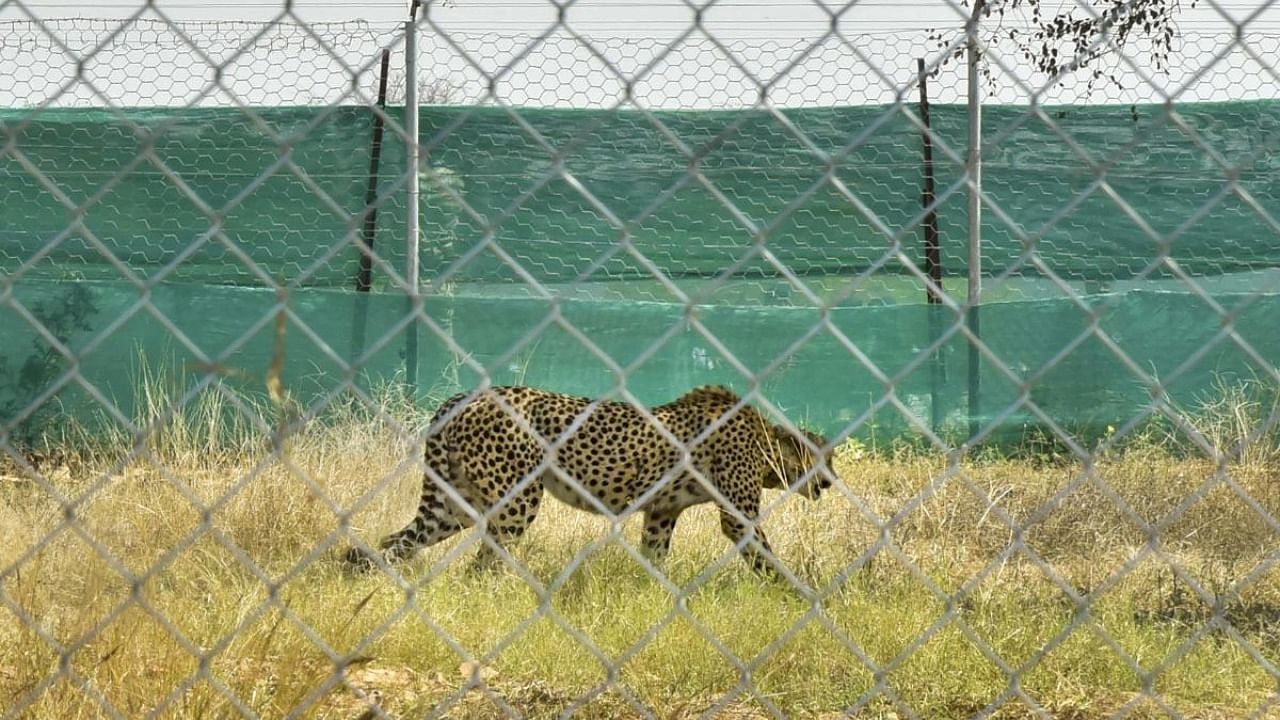 Cheetah from South Africa after being released into quarantine enclosure at the Kuno National Park. Credit: PTI File Photo