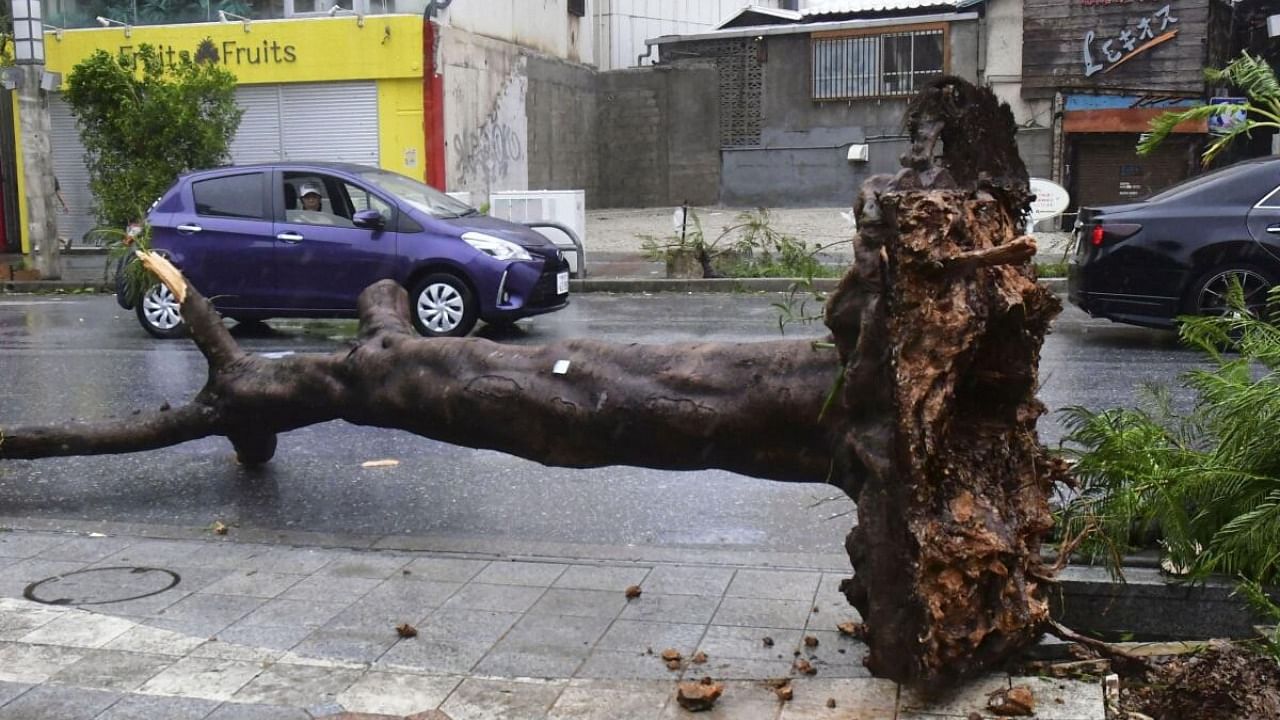 A tree lies uprooted on a street as typhoon Khanun batters the area in Naha, Okinawa Prefecture Japan in this photo taken by Kyodo on August 2, 2023. Credit: Reuters Photo