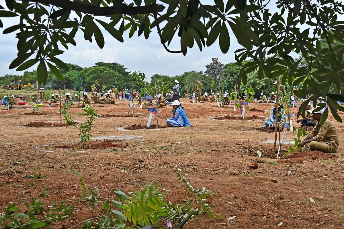 The work on the ‘Western Ghats Block’ in Lalbagh Botanical Garden began on August 1. DH PHOTO BY PUSHKAR V