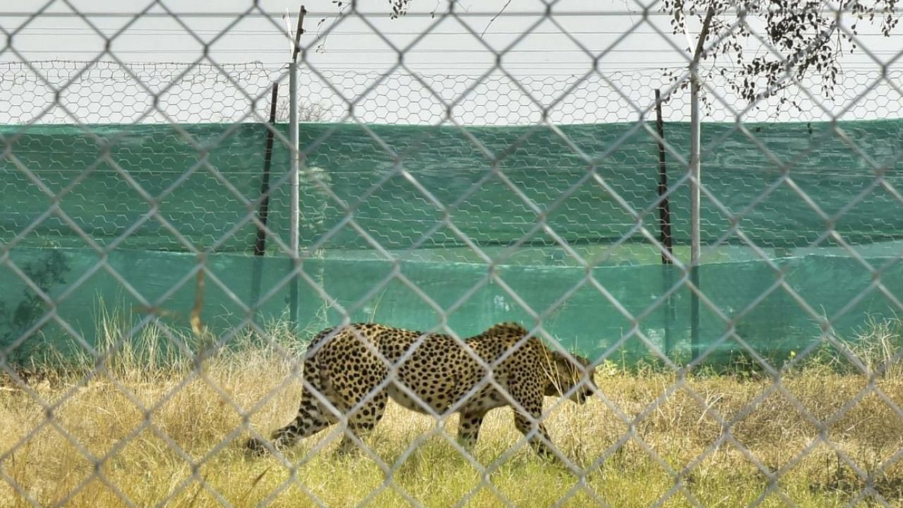 A cheetah from South Africa after being released into quarantine enclosure at the Kuno National Park. Credit: PTI File Photo