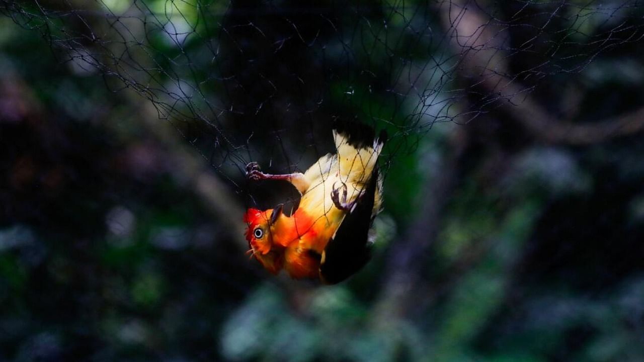A bird is caught in a mist nest set up in the forest to trap small animals while researching signs of mercury contamination at the Los Amigos Biological Station, in Los Amigos. Credit: Reuters Photo