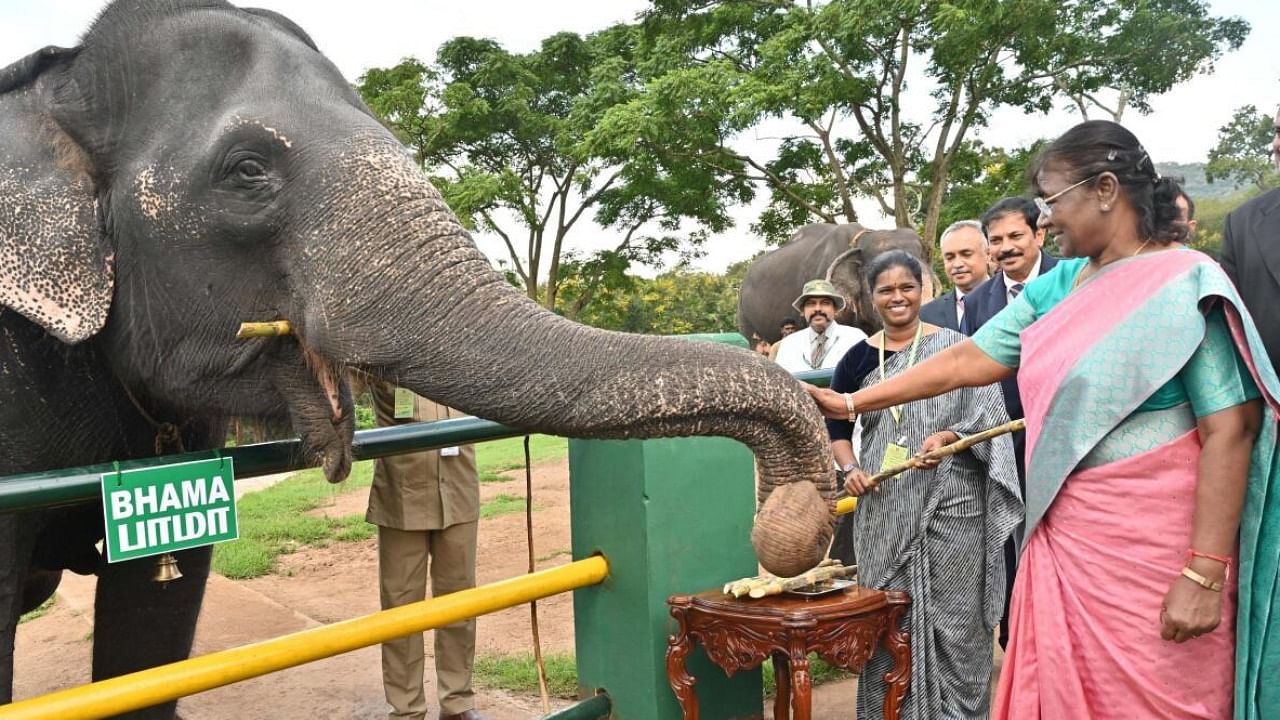 President Droupadi Murmu during her visit to Theppakadu Elephant Camp at Mudumalai Tiger Reserve, in Nilgiris district. Credit: PTI Photo