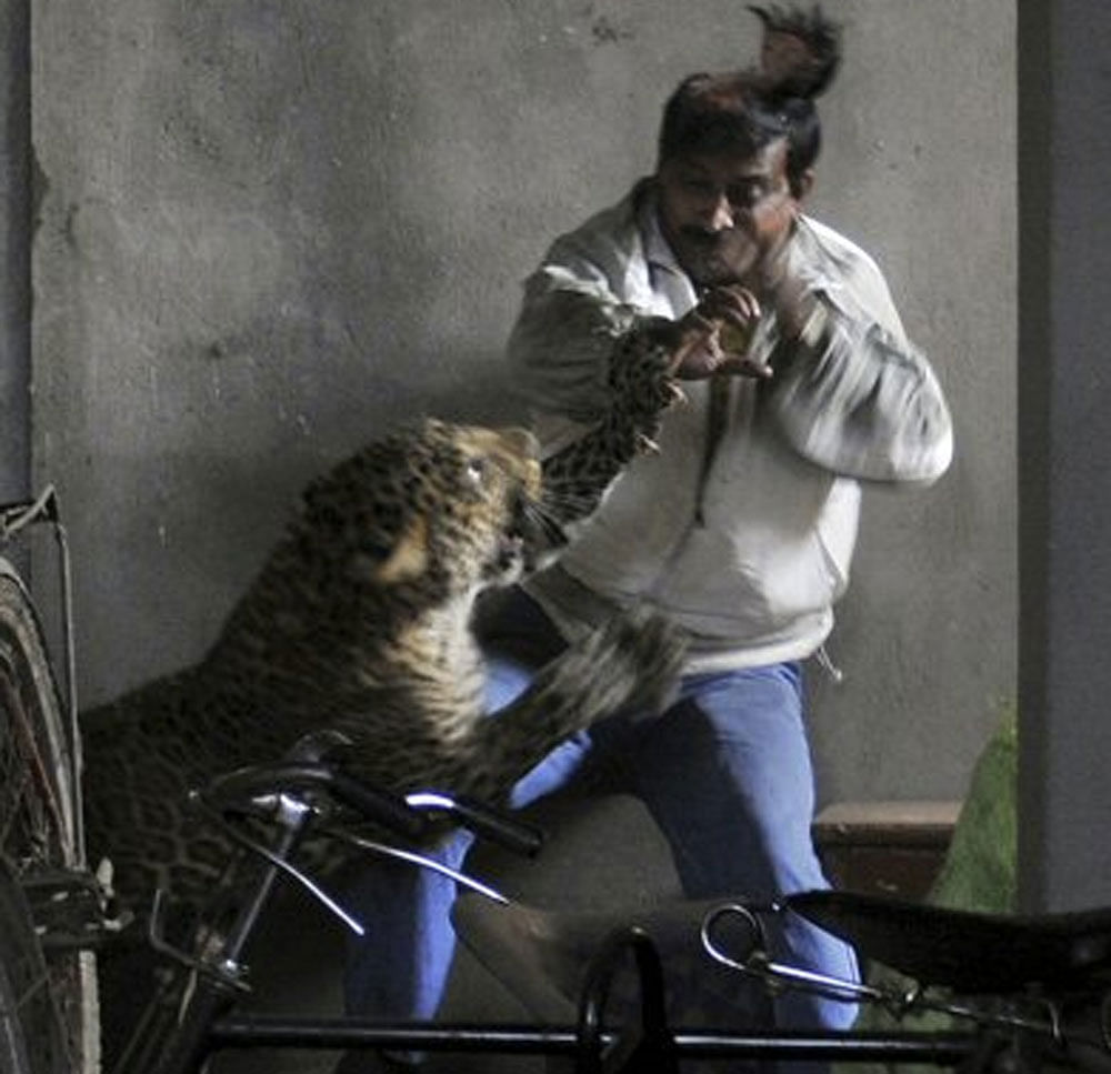 In this photo taken Saturday, Jan. 7, 2012, a wild full grown leopard  scalps the head of a man as it attacks after wandering into a  residential neighborhood in Gauhati, in the northern state of Assam,  India. Later the leopard was tranquilized by w...